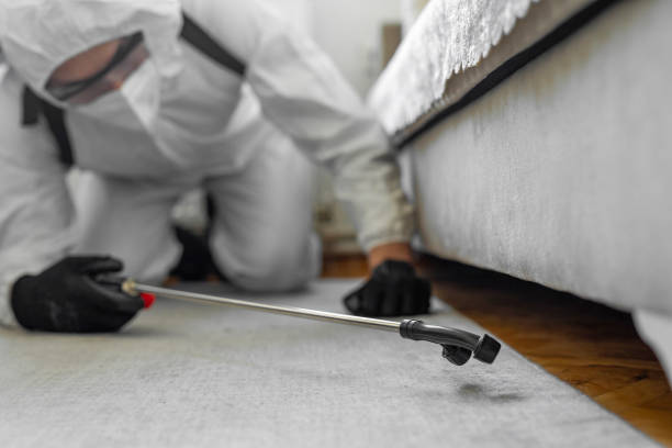 Professional Bed Bug Control technician working in Belleair Bluffs, FL